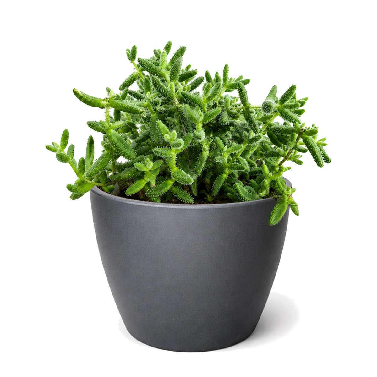 Buy Delosperma echinatum 'Pickle Plant' live succulent houseplant 6" pot online. Delosperma echinatum is a distinctive succulent with soft, textured leaves that resemble tiny pickles, making it a favorite among collectors. This easy-care plant thrives in bright, indirect light and requires minimal watering. A perfect addition to succulent collections, sunny windowsills, and modern indoor spaces.