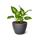 buy dieffenbachia camille live houseplant 3" pot online, nursery pot with cheerful compact tropical plant featuring creamy variegated oval leaves, vivid green and white color contrast, dense clumping bushy growth, low maintenance air purifying aroid, charming starter plant for windowsills and shelves, a delightful and easy-to-love plant gift