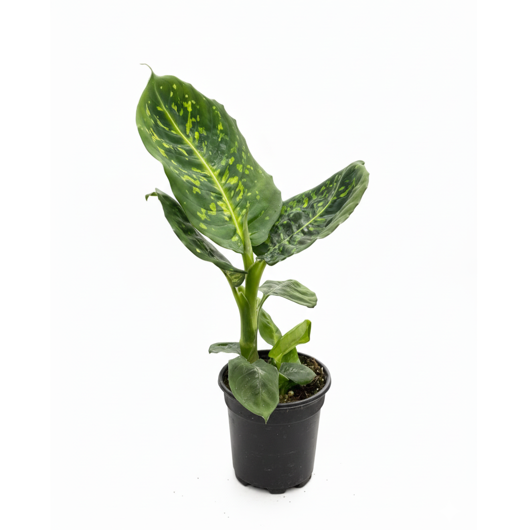 6" pot dieffenbachia 'reflector' live plant for sale, deep green leaves speckled with reflective chartreuse spots, large glossy oval leaf form, vigorous upright cane grower, easy care humidity loving tropical, brings lush bohemian style to living rooms or offices, a beautiful housewarming or birthday gift
