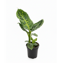 buy dieffenbachia 'reflector' live plant 4" pot online, camouflage mosaic dark and neon green leaf pattern, light catching iridescent midrib detail, compact starter size tropical specimen, forgiving low maintenance foliage plant, perfect for brightening a dim corner or desk, a thoughtful gift for houseplant enthusiasts