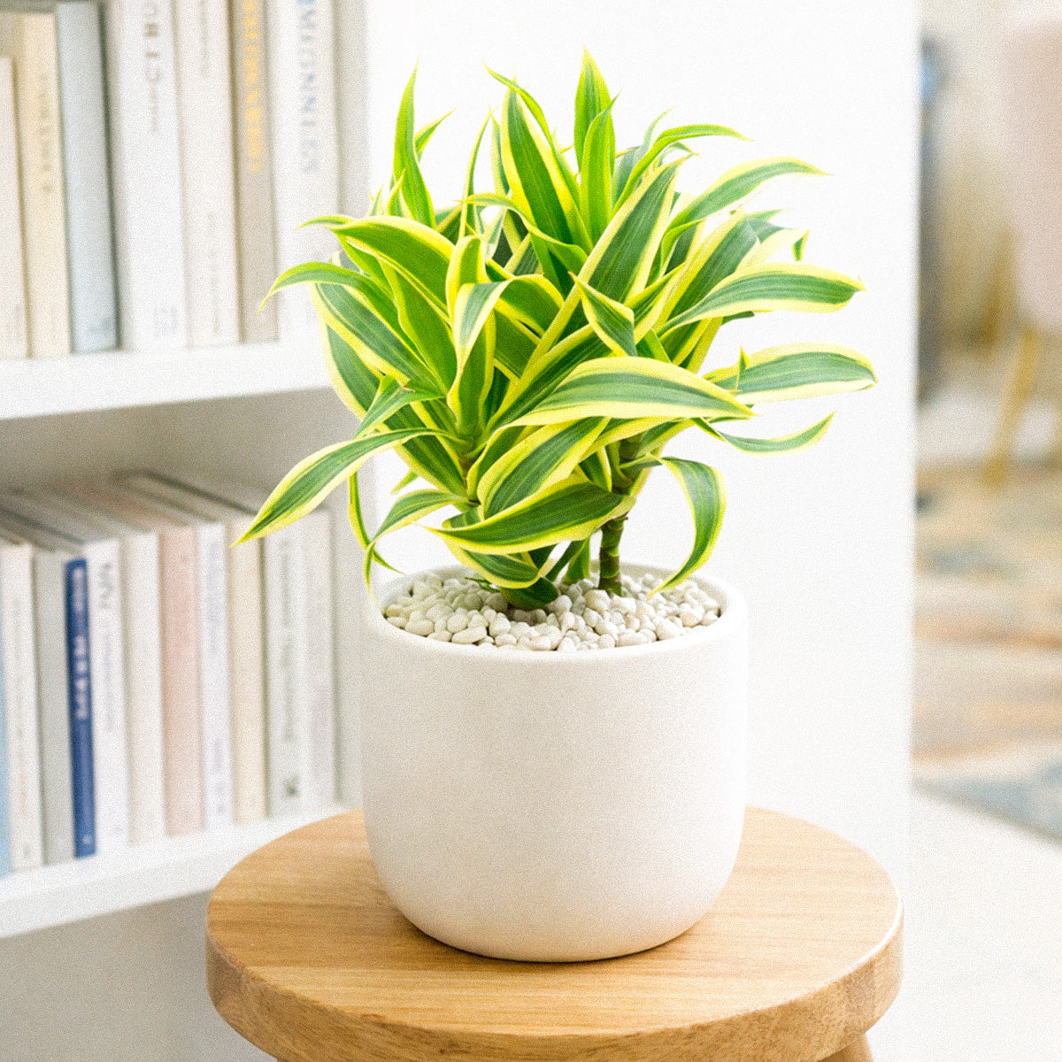 buy dracaena 'song of india' live houseplant 4" pot online, glossy lanceolate leaves with vivid yellow-green margins, upright architectural growth habit, slow-growing tropical shrub, low maintenance care, bold tropical accent for a modern living room, makes a striking and thoughtful housewarming gift
