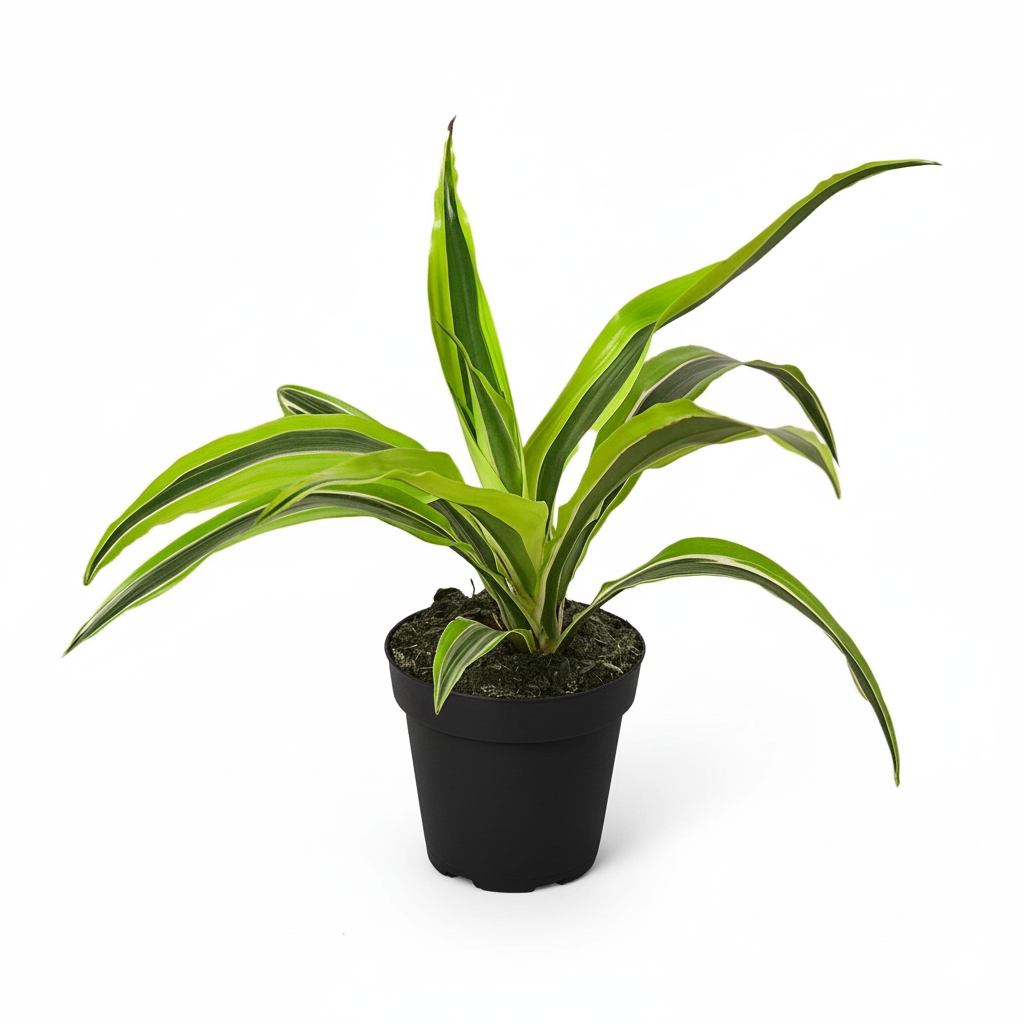 6" pot dracaena 'lemon lime' live houseplant for sale, lush sword-shaped leaves with bright chartreuse and deep green stripes, upright cane stem with tropical flair, air purifying easy care indoor plant, vivid neon yellow-green variegation, elegant statement piece for home offices or entryways, a thoughtful gift for beginners and plant enthusiasts alike