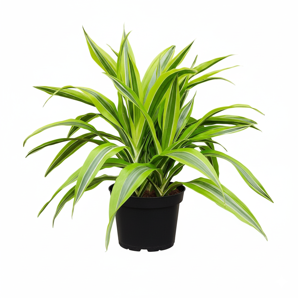 buy dracaena 'lemon lime' live houseplant 10" pot online, mature specimen with long arching glossy striped leaves, bold lime yellow and forest green variegation on a thick woody cane, floor plant with architectural upright silhouette, tolerates indoor conditions with minimal fuss, stunning focal point for open plan living spaces or lobbies, an impressive and lasting gift for any plant lover
