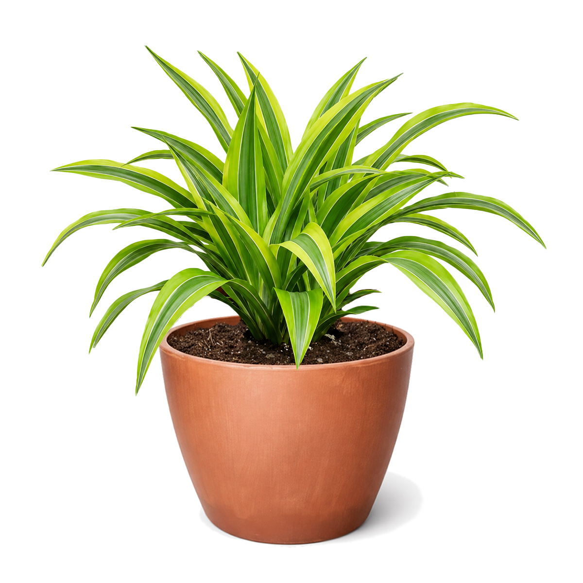 4"  Dracaena 'Lemon Lime' live houseplant for sale. Dracaena 'Lemon Lime' features long, sword-shaped leaves with bright lime green and dark green stripes that bring vibrant color to any indoor space. This low-maintenance tropical houseplant grows well in bright, indirect light and is ideal for homes and offices. An excellent choice for beginners and experienced plant lovers seeking a bold, easy-care indoor plant.