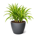 Buy Dracaena 'Lemon Lime' live houseplant 10" pot online. This stunning tropical houseplant showcases long, arching leaves with vibrant lime green and deep green variegation. Easy to care for and adaptable, it thrives in bright, indirect light while bringing fresh greenery to any indoor space. A beautiful statement plant for homes, offices, or indoor plant collections.