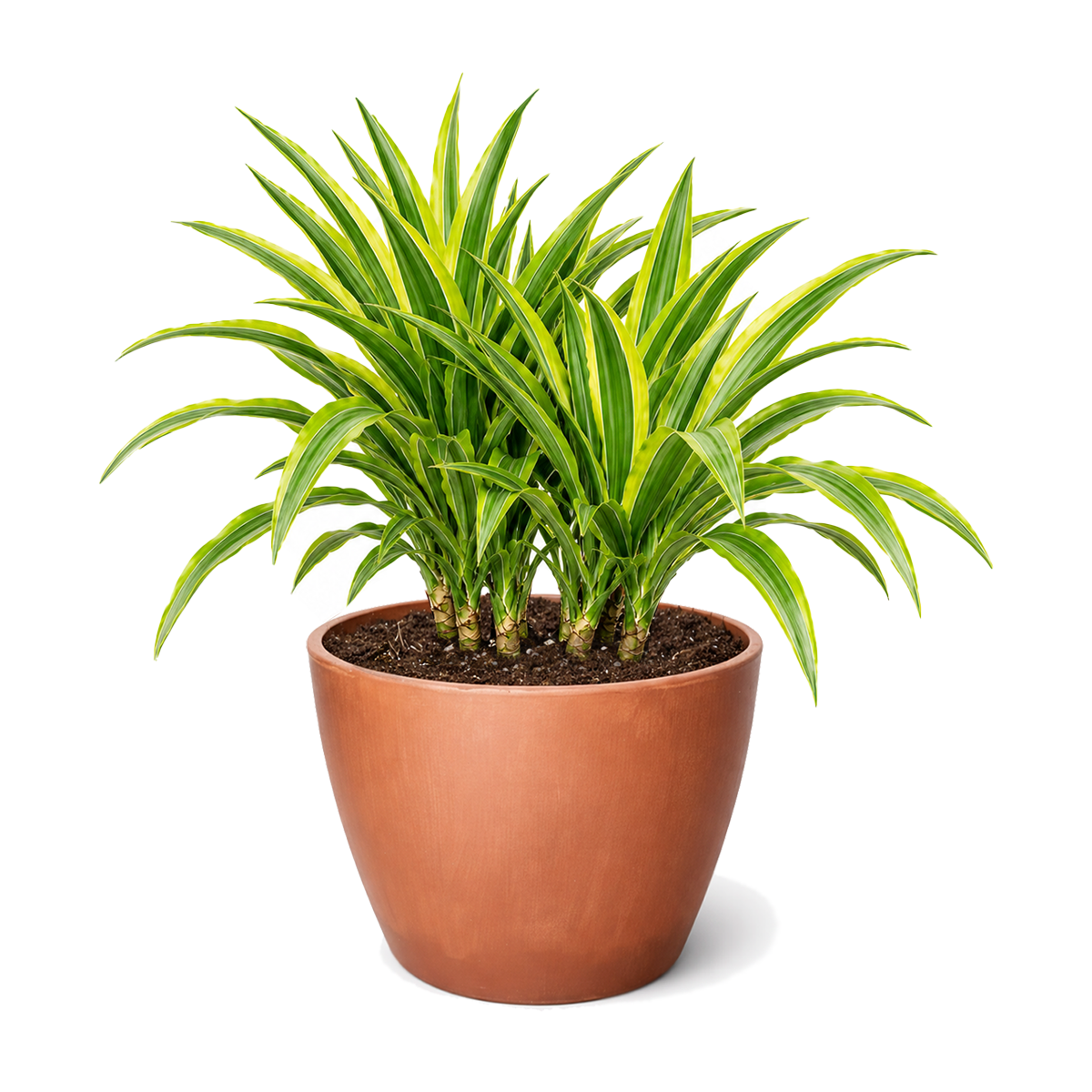 6" pot Dracaena 'Lemon Lime' live houseplant for sale. Dracaena 'Lemon Lime' is a beautiful tropical plant with lush, upright foliage highlighted by bold lime green and rich dark green stripes. This low-maintenance houseplant thrives in bright, indirect light and brings lasting beauty to indoor spaces. An excellent addition to any home, office, or indoor plant collection.