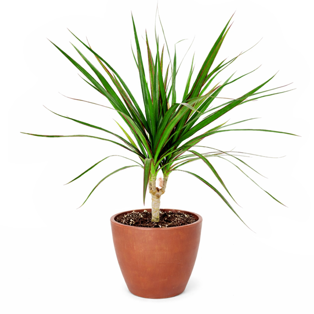 buy dracaena marginata cane live houseplant 6 inch pot online, graceful arching narrow leaves with vivid crimson margins, air filtering tropical plant, bare lower cane adds sculptural interest, black cylinder pot suits contemporary interiors, a chic statement plant for any room and a wonderful gift for plant enthusiasts