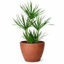 6 inch pot dracaena marginata cane live houseplant for sale, elegant upright dragon tree with narrow glossy red-edged leaves, tropical architectural silhouette, adapts to office and home lighting conditions, white cylinder pot highlights the plant apos s rich dark foliage, a refined decor choice and a meaningful gift for any space