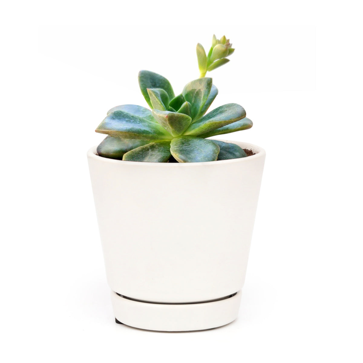 2 inch echeveria compressicaulis live succulent for sale, white modern pot clean minimal styling, color-shifting foliage from green to vivid red, upright architectural growth habit, fleshy textured leaves with sculptured surfaces, pet-safe non-toxic easy care, contemporary home decor succulent display, elegant gift for succulent lovers