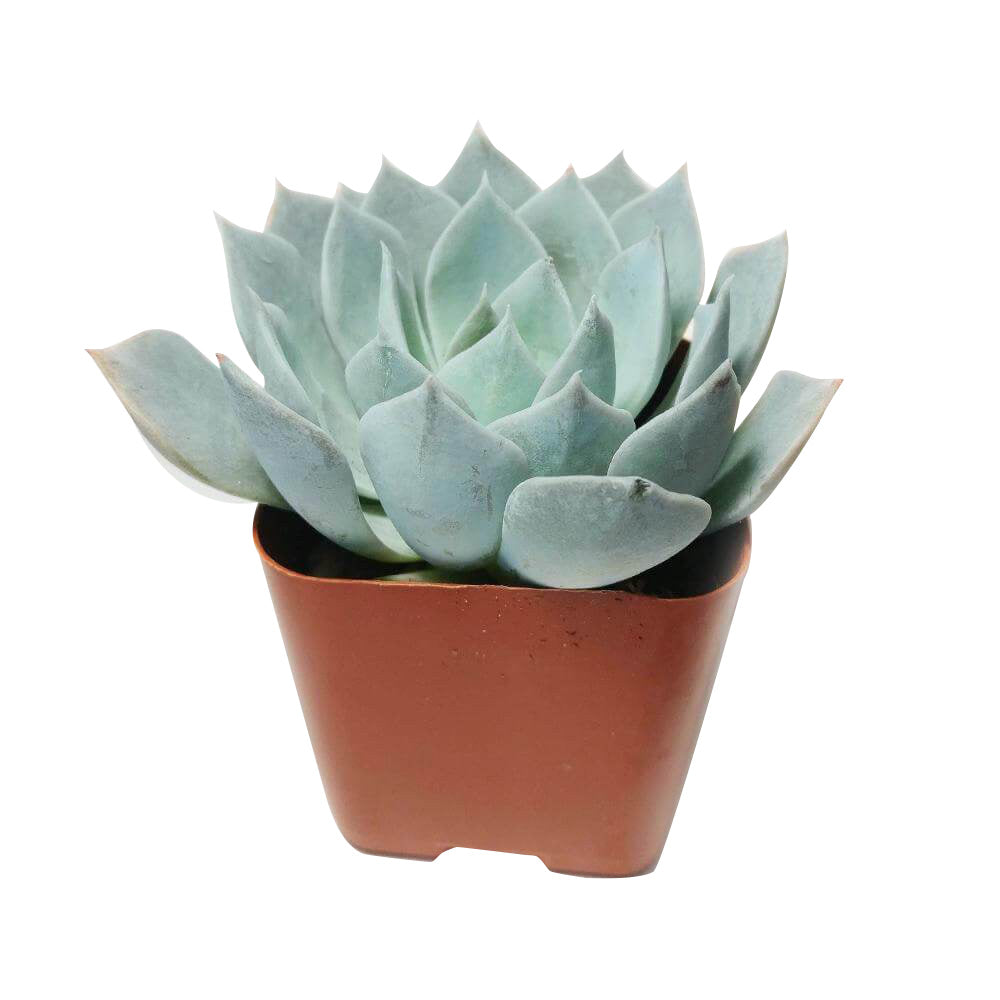 buy echeveria blue fairy live succulent 2 inch online in plastic pot, top-down rosette view showing symmetrical blue leaf arrangement, delicate powdery wax surface, pale pastel tone with warm reddish tips, compact narrow growing form, chic modern dec
