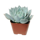 4 inch echeveria blue fairy live succulent for sale in plastic pot, full plant view showing healthy rosette with vibrant pastel blue coloring, frosty wax-covered leaves tapering to reddish points, upright compact form, sun-loving and low water needs,