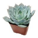 4 inch echeveria blue fairy live succulent for sale in plastic pot, full plant view showing healthy rosette with vibrant pastel blue coloring, frosty wax-covered leaves tapering to reddish points, upright compact form, sun-loving and low water needs,