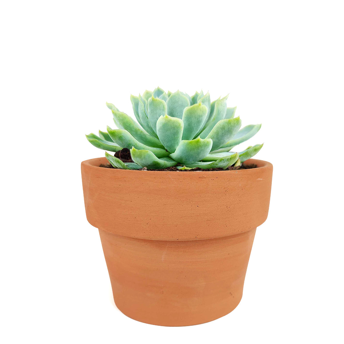 buy echeveria elegans mexican snowball live succulent 2 inch online, pale blue-green rosette succulent with soft fleshy leaves, natural powdery coating on leaf surface, compact low profile clumping habit, produces pink and yellow spring flowers, classic heirloom-style succulent decor, cherished gift for succulent collectors and beginners alike