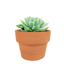 Buy Echeveria Elegans 'Mexican Snowball' 4 inch online. Echeveria Elegans 'Mexican Snowball' is a graceful succulent featuring large blue-green rosettes with a smooth, symmetrical appearance. It thrives in bright light and well-draining soil while requiring minimal watering. This easy-care plant is an excellent addition to indoor succulent collections and sunny spaces.
