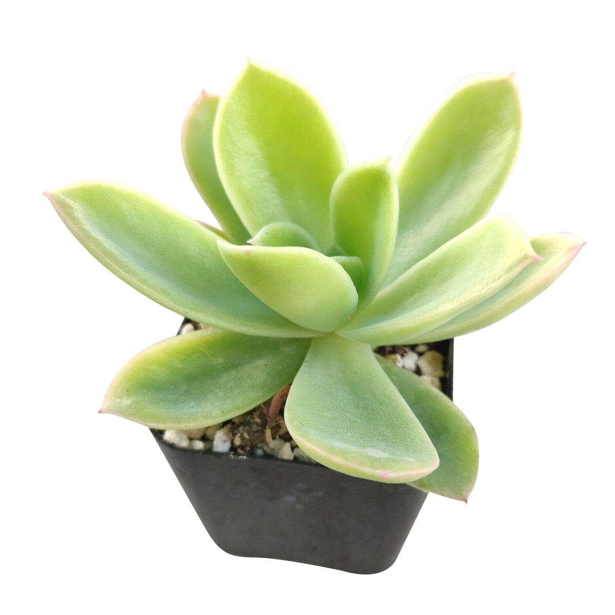 buy echeveria golden glow live succulent 2 inch online, soft pink-blushed leaf margins on golden-green rosette, clump-forming offset-producing growth habit, non-toxic and safe around pets and children, thrives in bright direct light