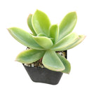 buy echeveria golden glow live succulent 2 inch online, vivid yellow-green to pale gold coloring with sun-kissed pink edges, symmetrical architectural rosette silhouette, clumping and slowly offsetting for multi-rosette displays
