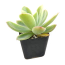 buy echeveria golden glow live succulent 2 inch online, vivid yellow-green to pale gold coloring with sun-kissed pink edges, symmetrical architectural rosette silhouette, clumping and slowly offsetting for multi-rosette displays