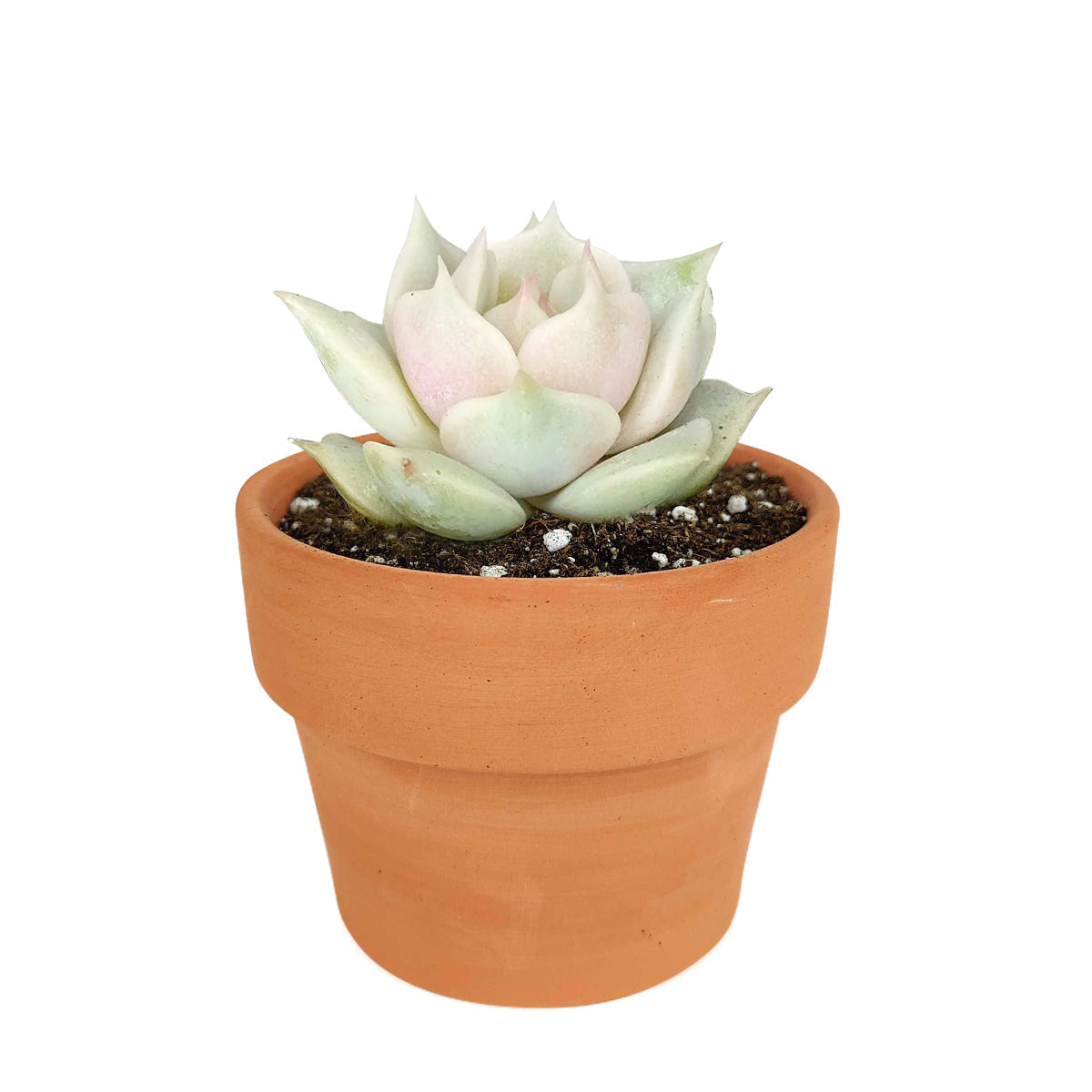 4 inch echeveria lola succulent live succulent for sale in custom pot, pastel lavender and blue-green rosette with roseate leaf margins and waxy sheen, compact slow-growing clustering form ideal for small spaces and container displays