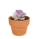 Buy Echeveria Perle Von Nurnberg 2 inch online. Echeveria Perle Von Nurnberg is a stunning succulent with soft lavender-gray leaves arranged in a graceful rosette. It thrives in bright light and well-draining soil with minimal watering. This elegant, low-maintenance plant is perfect for succulent collections, windowsills, and indoor décor.