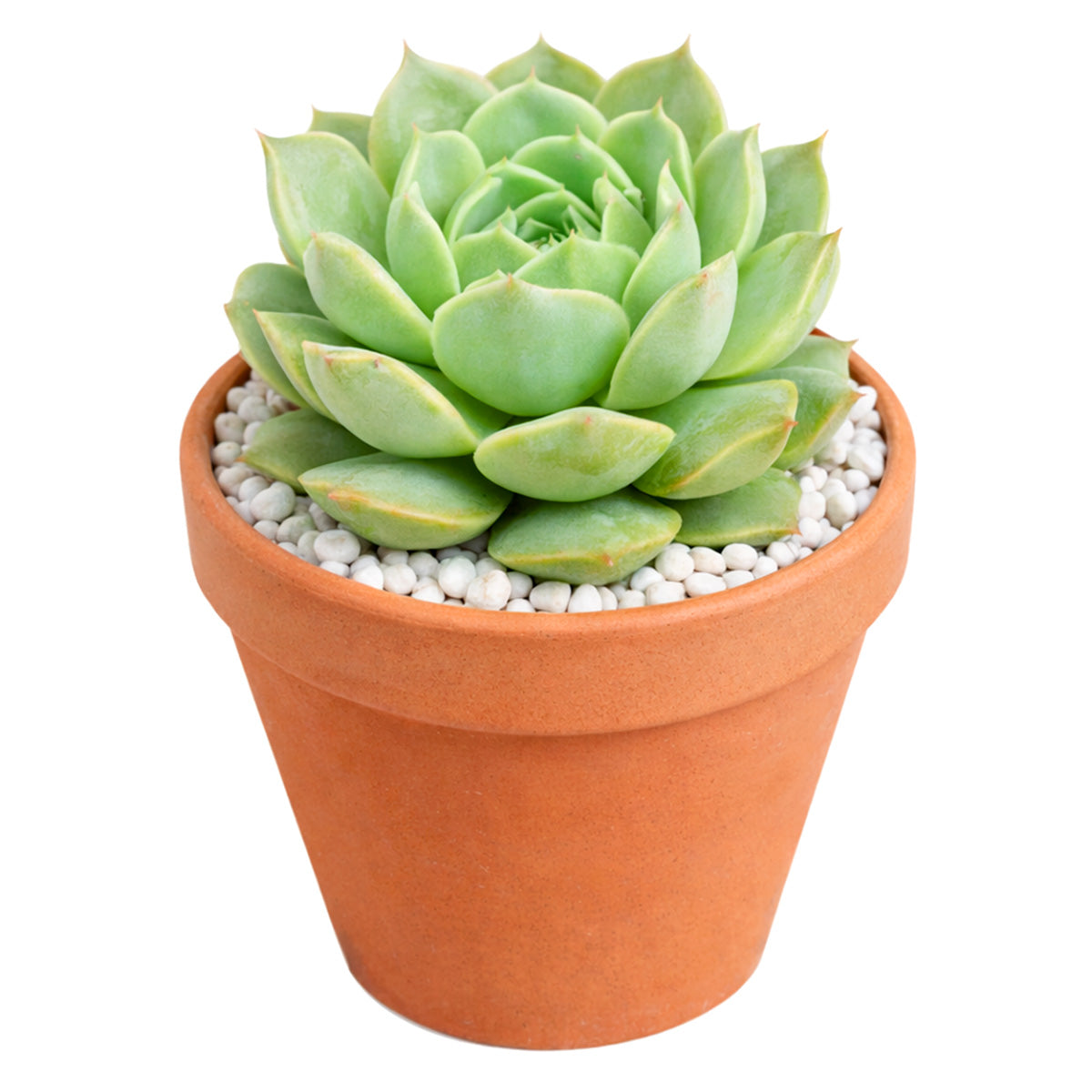 buy echeveria captain hay live succulent 2 inch online, grey-green triangular leaves with red tips, powdery smooth farina surface, offsets freely for easy propagation, compact upright rosette, eye-catching in a bamboo pot for boho home styling, makes a perfect pet-safe gift