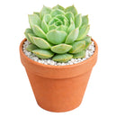 2 inch echeveria captain hay live succulent for sale, soft powdery grey-blue leaves edged in red, classic rosette formation with dense clustering, prolific offsetting and spring blooms, suitable for indoor bright light spots, displayed in a bamboo pot for eco-friendly home decor, a charming and pet-safe gift choice