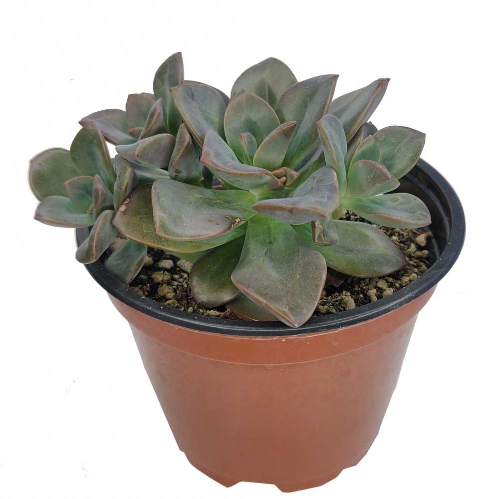 2 inch echeveria chroma succulent live succulent for sale in bamboo pot, rich multicolor rosette featuring metallic brown pink and golden yellow fleshy leaves, shrubby clumping growth form stays compact and tidy