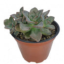 buy echeveria chroma succulent live succulent 2 inch online in bamboo pot, multicolor rosette with deep rose maroon orange and blush pink variegated fleshy leaves, shrubby clumping succulent with offset-forming habit