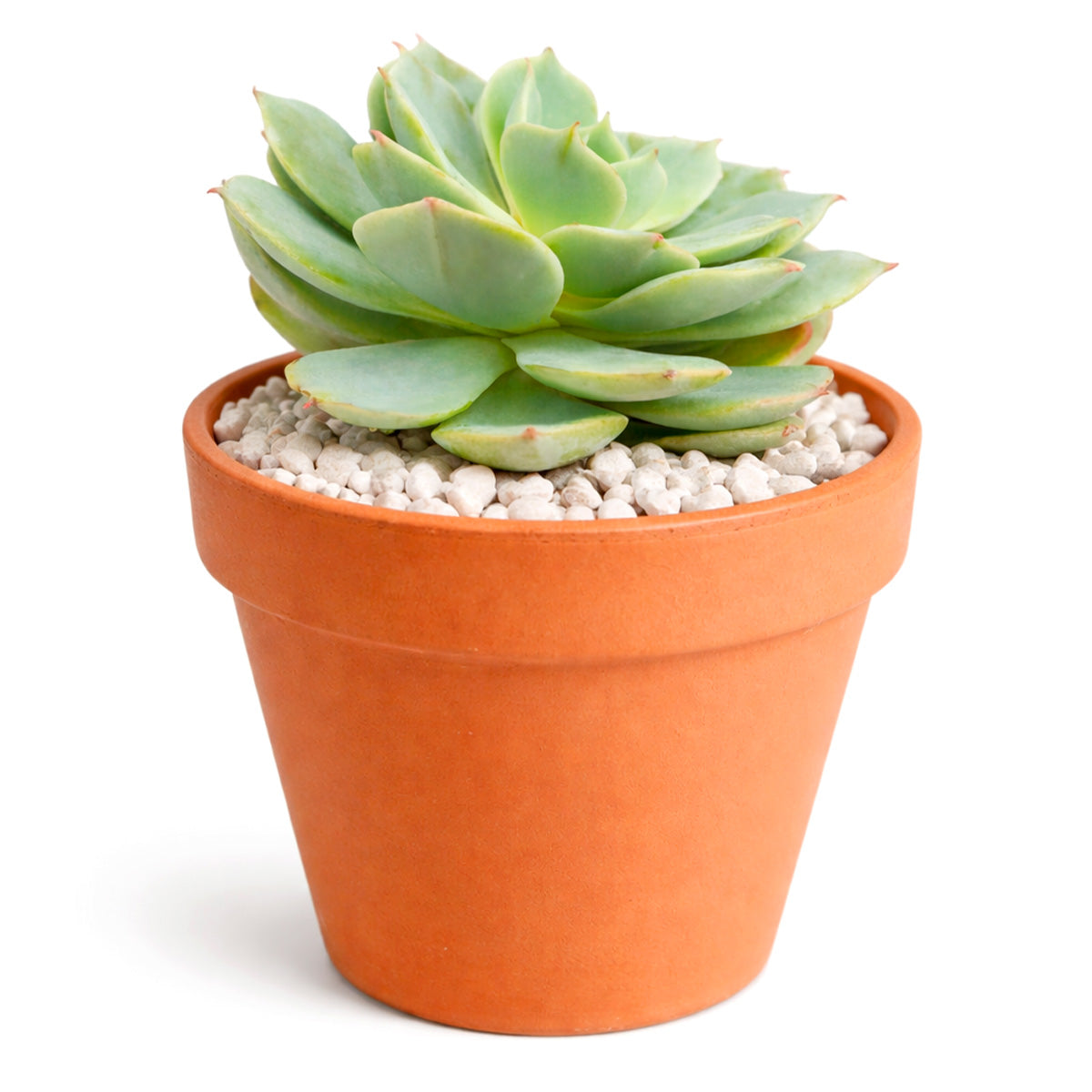 2 inch echeveria fleur blanc live succulent for sale, glaucous pearlescent rosette with powdery farina-coated pale blue-green leaves, symmetric rosette growth pattern with pink-blushed pointed leaf tips