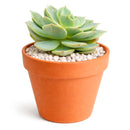 2 inch echeveria fleur blanc live succulent for sale, glaucous pearlescent rosette with powdery farina-coated pale blue-green leaves, symmetric rosette growth pattern with pink-blushed pointed leaf tips