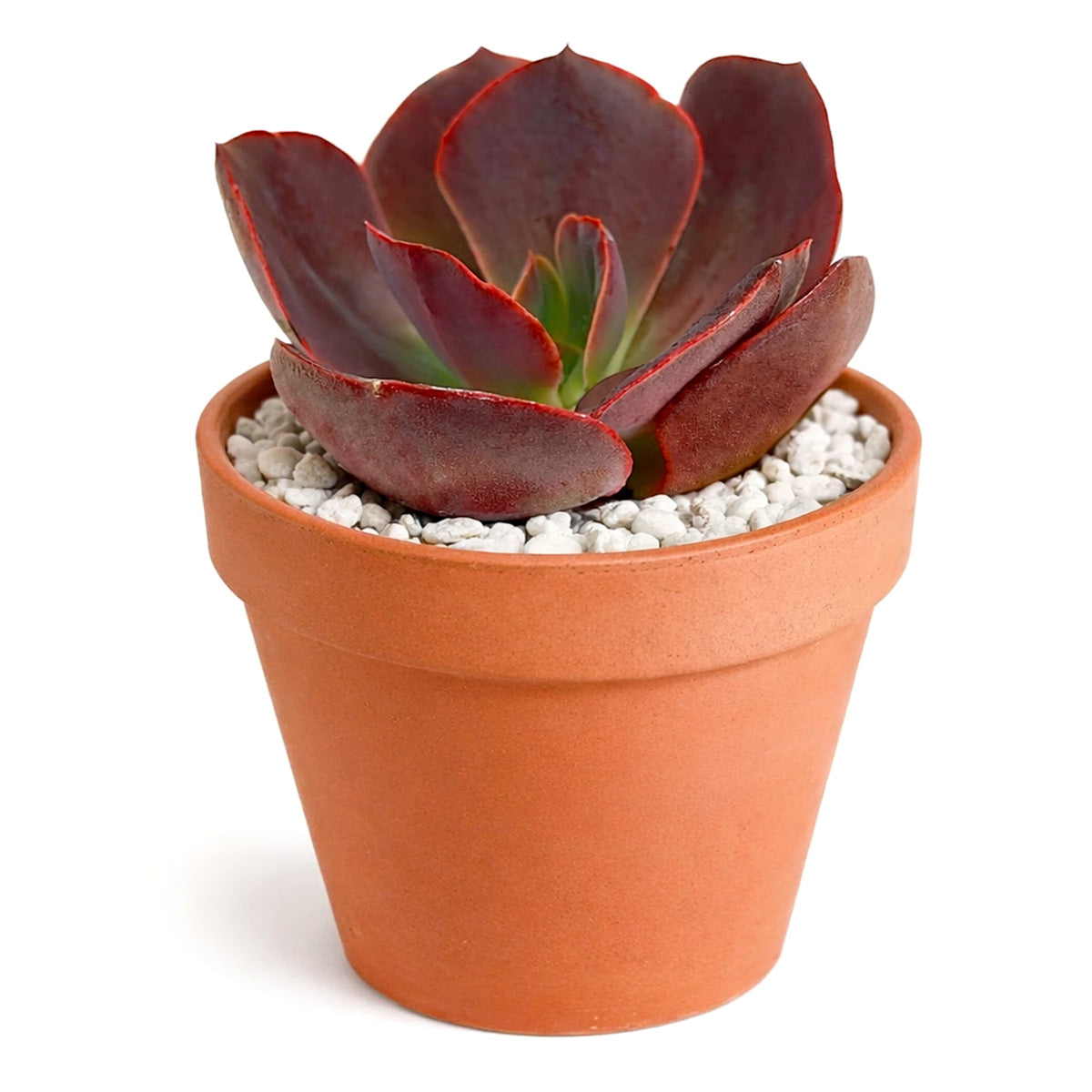 4 inch echeveria hanaikada live succulent for sale, in a plastic nursery pot, wide flat spade-shaped leaves ranging from blue-grey to rich purple depending on light exposure, rosette grows to 6 inches across with multiple bloom stalks of pink and yellow bell-shaped flowers in spring, low maintenance and pet safe, a bold statement plant for sunny indoor or outdoor spaces, a rare collector find and treasured gift