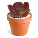 4 inch echeveria hanaikada live succulent for sale, in a custom decorative pot, stunning rosette displaying purple and burgundy tones that deepen with sun exposure, spade-shaped flat leaves densely arranged with robust leathery feel, drought tolerant and pet friendly japanese hybrid cultivar, a showstopping decorative element for indoor or patio gardens, a rare and sophisticated gift for any plant enthusiast