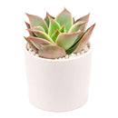 Succulent plant in a white pot on a white background
