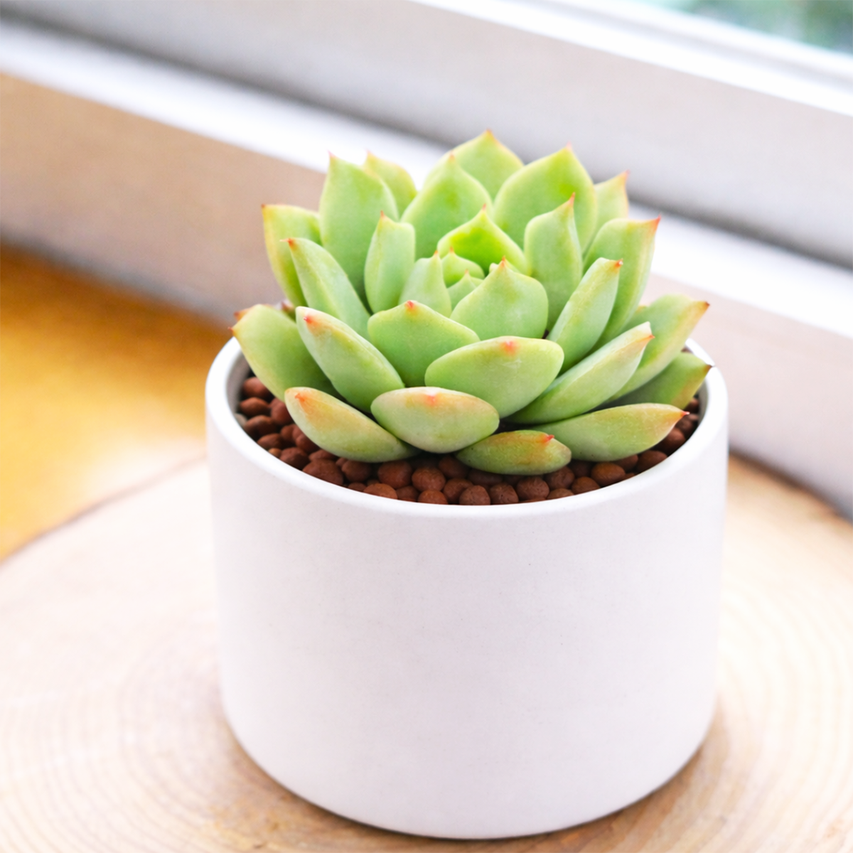 buy mindo ilin echeveria live succulent 2 inch online, compact mint green rosette with blush pink leaf tips, powdery farina coating, tightly packed dense leaves, slow-growing drought tolerant succulent, elegant windowsill or desk accent, perfect gift