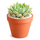 buy echeveria mindo ilin live air plant 2 inch online, delicate rose-mauve colored leaves with silvery undertones create elegant appearance, tiny compact rosette form reaches only 2-3 inches in diameter, extremely easy care requiring bright light and sparse watering schedule, produces pale pink flowers atop thin stems during blooming season, charming succulent collection starter plant, lovely gift for plant enthusiasts seeking rare varieties