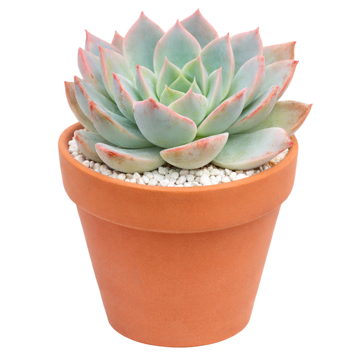 4 inch echeveria subsessilis succulent - echeveria morning beauty live succulent for sale, grey-blue rosette with pink to lilac leaf tips, dense layered waxy leaf formation, compact architectural succulent form