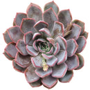 buy echeveria 'summer' live succulent 4 inch online, dense tight rosette silhouette, plump succulent leaves with soft pink highlights, architectural form and vivid coloration, pet friendly and easy care, stunning housewarming or birthday gift