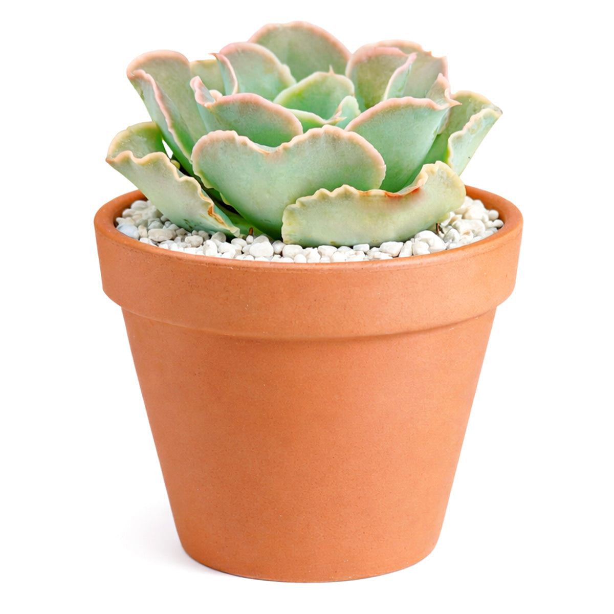 2 inch echeveria 'water ripple' live succulent for sale, frosty blue-green wavy rosette with delicate pink-flushed margins and silvery wax coating, compact rosette form with minimal care needs, sun-loving and drought tolerant