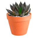 2 inch echeveria dark rose live succulent for sale, white modern pot styling, dusky purple to burgundy leaf gradient, pointed succulent leaf tips with rich seasonal color, compact non-trailing container plant, elegant contrast accent for mixed succulent arrangements, an impressive and long-lasting gift for plant collectors