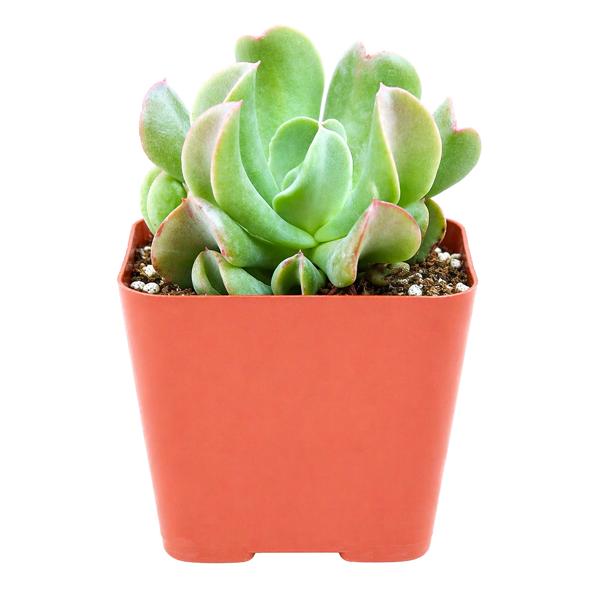 buy echeveria dark vader live succulent 2 inch online, color shifts from silver-blue to dark burgundy under bright light, compact upright rosette with thick pointed leaves, produces reddish-orange blooms on arching stalks in season, needs well-draining gritty soil and infrequent watering, dramatic collector-worthy decor accent for sunny windowsills or outdoor containers, show-stopping conversation piece gift for any plant enthusiast