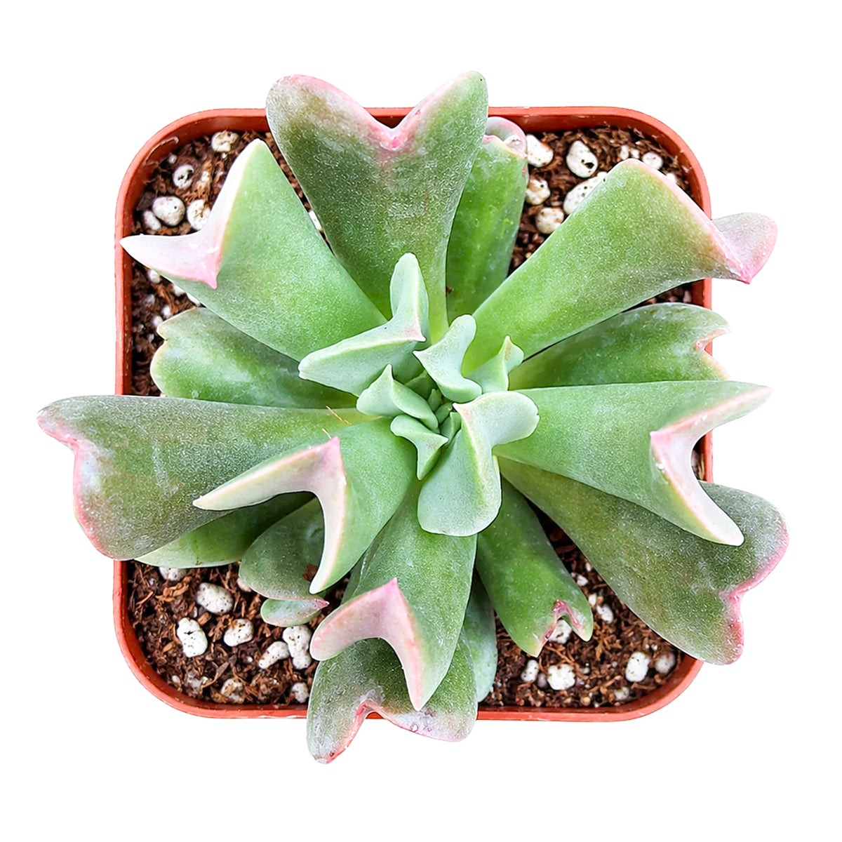 buy echeveria dark vader live succulent 2 inch online, deep near-black rosette with contrasting red-pink leaf margins, inversely keeled thick succulent leaves, stays compact at four to five inches wide, thrives in bright sunny windows, stunning dark-toned focal point for minimalist or bohemian interiors, perfect collectors gift with visual drama