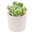 buy echeveria dark vader live succulent 2 inch online, color shifts from silver-blue to dark burgundy under bright light, compact upright rosette with thick pointed leaves, produces reddish-orange blooms on arching stalks in season, needs well-draining gritty soil and infrequent watering, dramatic collector-worthy decor accent for sunny windowsills or outdoor containers, show-stopping conversation piece gift for any plant enthusiast