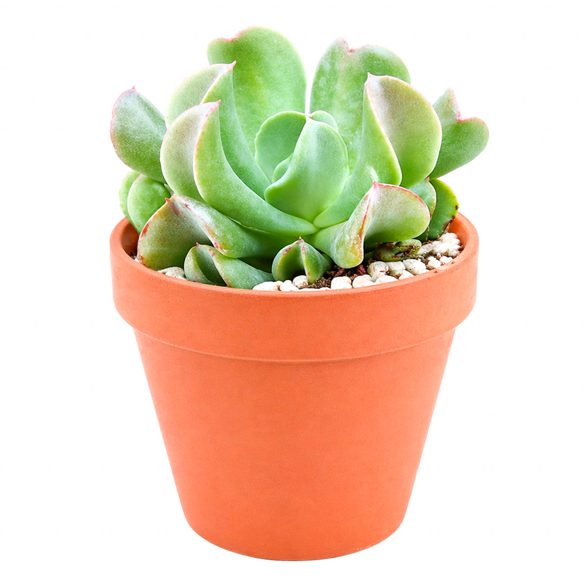 buy echeveria dark vader live succulent 2 inch online, dark plum foliage deepening to near-black in sun, compact ball-shaped rosette form, thick fleshy water-storing leaves, pet friendly and non-toxic, standout gothic-inspired decor piece for shelves or tabletops, memorable and unique gift for succulent collectors