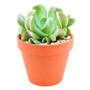buy echeveria dark vader live succulent 2 inch online, color shifts from silver-blue to dark burgundy under bright light, compact upright rosette with thick pointed leaves, produces reddish-orange blooms on arching stalks in season, needs well-draining gritty soil and infrequent watering, dramatic collector-worthy decor accent for sunny windowsills or outdoor containers, show-stopping conversation piece gift for any plant enthusiast