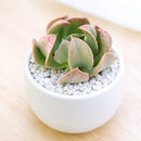 buy echeveria dark vader live succulent 2 inch online, color shifts from silver-blue to dark burgundy under bright light, compact upright rosette with thick pointed leaves, produces reddish-orange blooms on arching stalks in season, needs well-draining gritty soil and infrequent watering, dramatic collector-worthy decor accent for sunny windowsills or outdoor containers, show-stopping conversation piece gift for any plant enthusiast