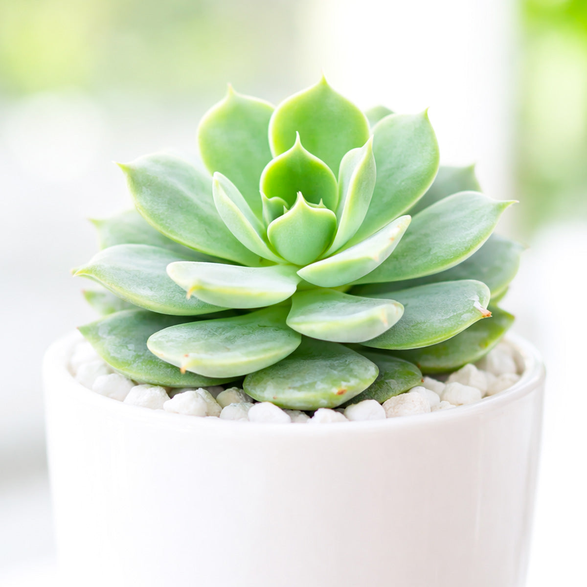 buy echeveria fleur blanc live succulent 2 inch online, powdery pale blue-green rosette with pearlescent white farina coating, compact tightly-packed pointed leaves, pink-blushed margins in bright light, drought tolerant easy care succulent