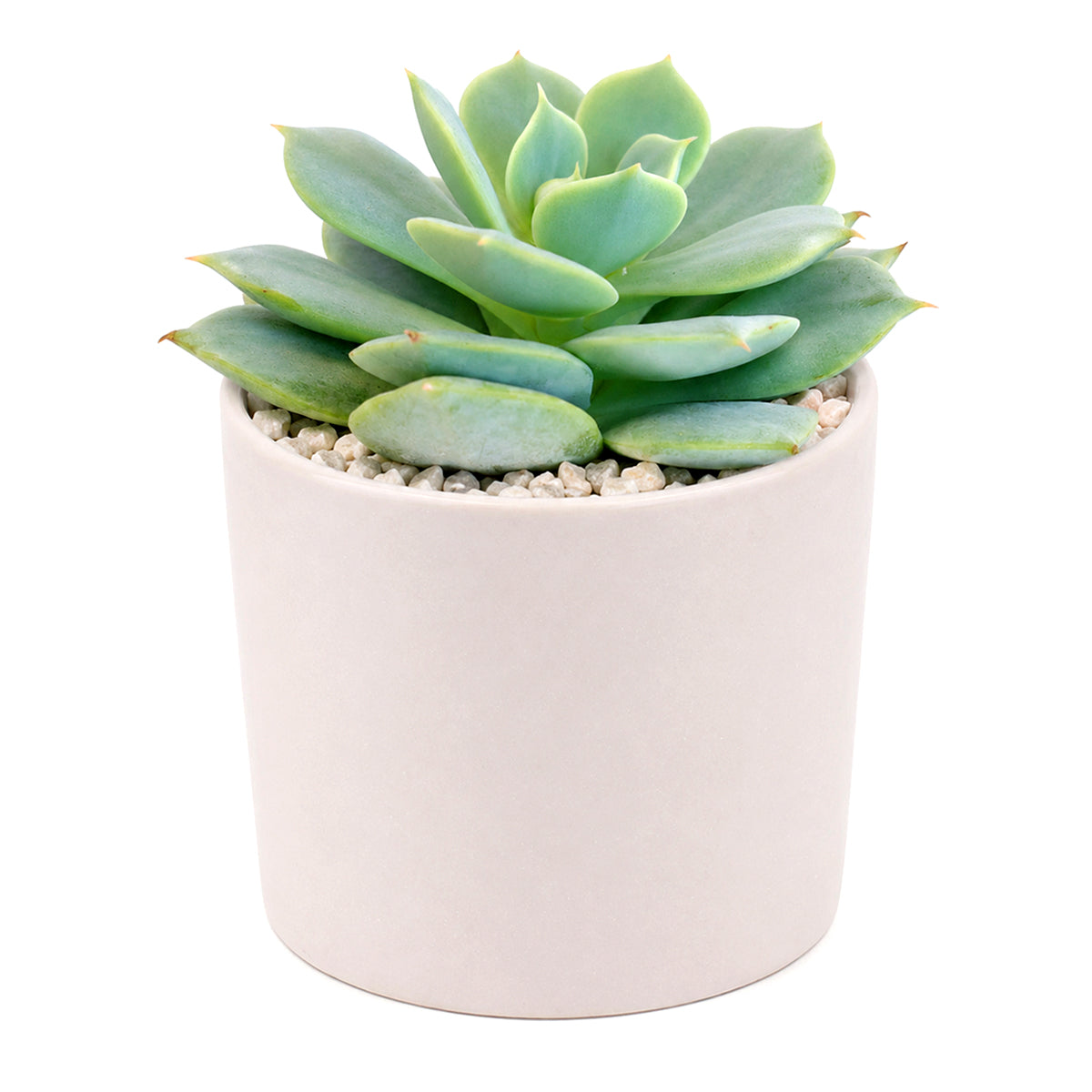 2 inch echeveria fleur blanc live succulent for sale, glaucous pearlescent rosette with powdery farina-coated pale blue-green leaves, symmetric rosette growth pattern with pink-blushed pointed leaf tips