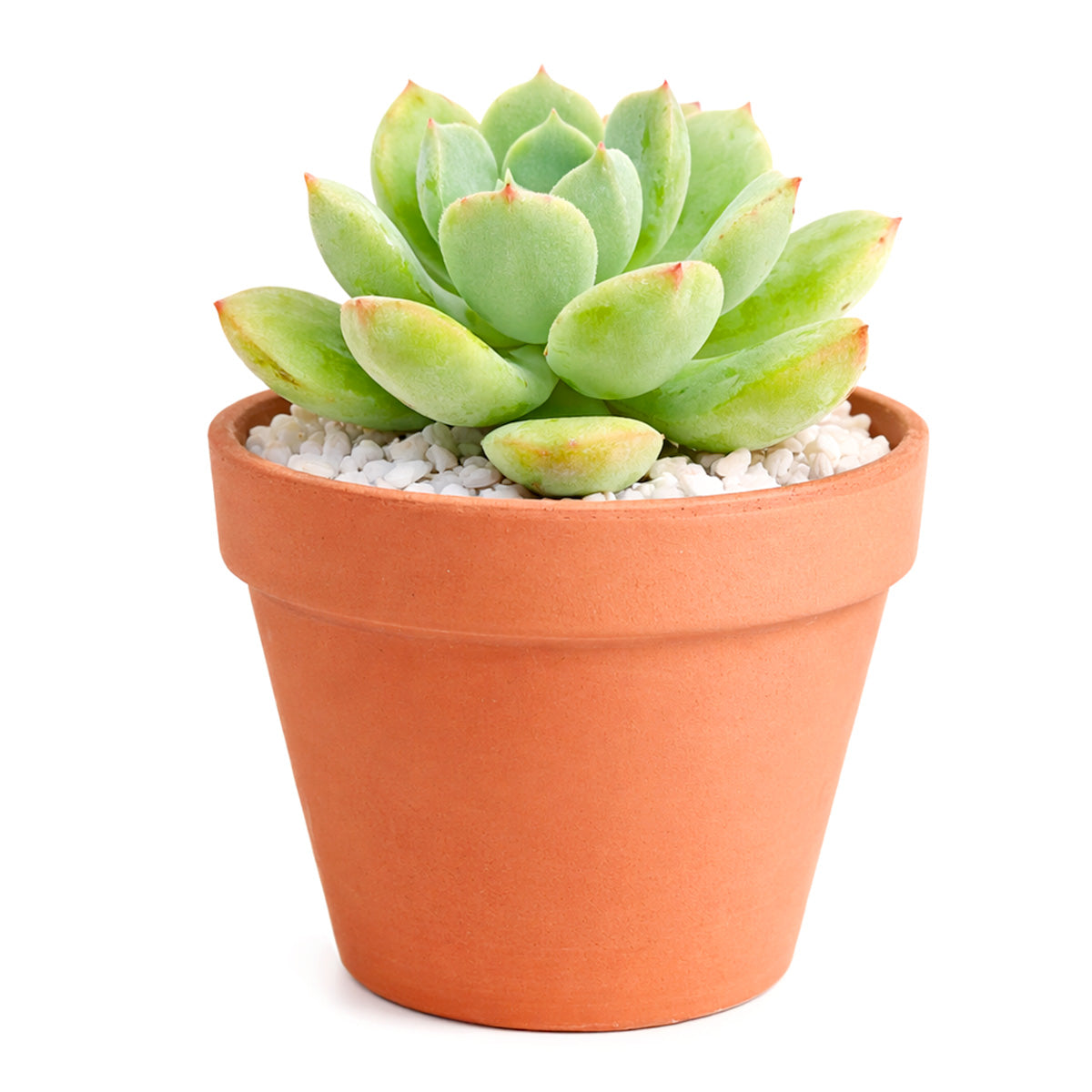 buy echeveria 'green goddess' live succulent 2 inch online, plump mint-toned fleshy leaves arranged in open rosette form, slightly rough leaf surface with subtle pink blush under bright light, compact non-trailing habit, showcased in a natural clay pot, rustic earthy decor accent, charming gift for succulent enthusiasts