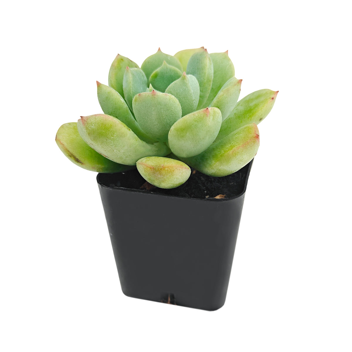 2 inch echeveria 'green goddess' live succulent for sale, chunky pale green leaves with short cilia texture, neat offset-producing rosette, slow growing and pet safe, planted in a classic plastic pot, fresh botanical accent for shelves or office desks, ideal starter succulent gift
