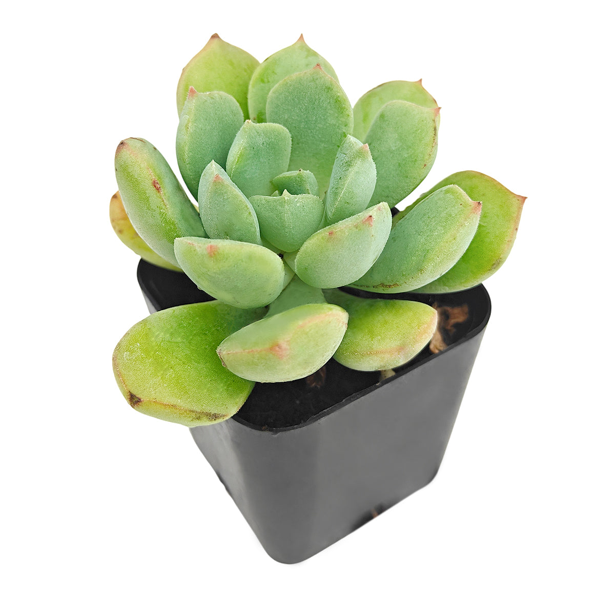 2 inch echeveria 'green goddess' live succulent for sale, soft green fleshy rosette with symmetrical leaf arrangement and curved tips, compact non-trailing habit ideal for desks and windowsills, drought tolerant and beginner friendly, in a natural clay pot, elegant botanical gift idea, perfect for succulent arrangements or standalone display