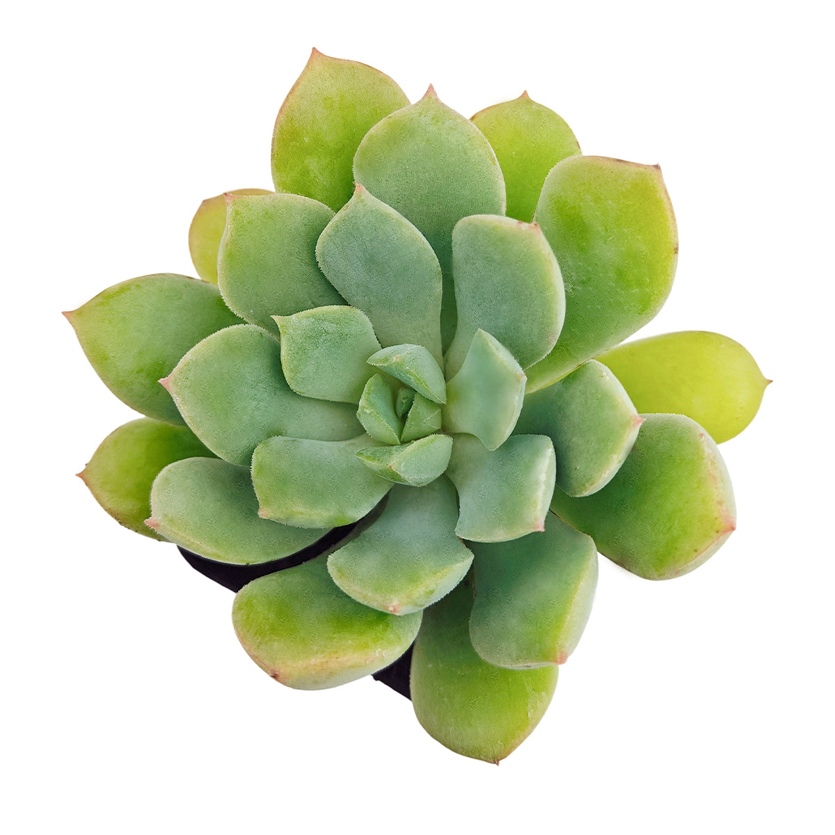 buy echeveria 'green goddess' live succulent 2 inch online, vibrant mint rosette with slightly rough leaf texture and open form, pink blush at leaf margins under bright light, slow growing offset producer, potted in a sustainable bamboo container, eco-friendly indoor accent for shelves or windowsills, charming gift for plant lovers of all levels